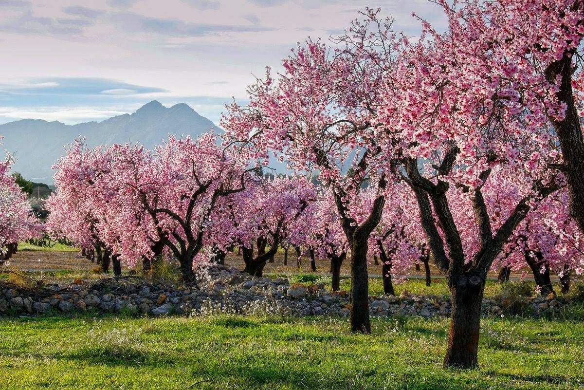 almendro-en-flor